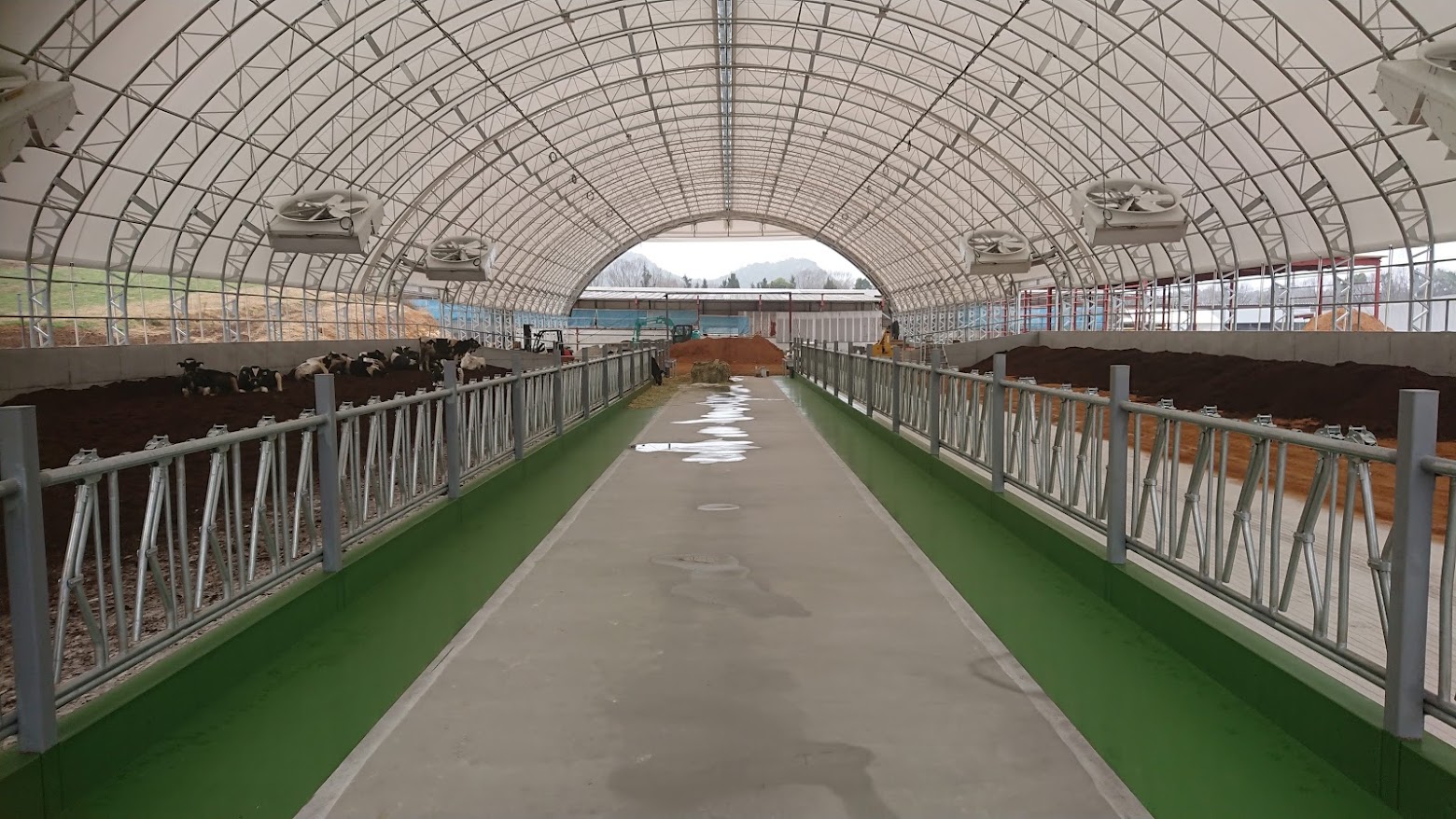 大一牧場のハウス牛舎